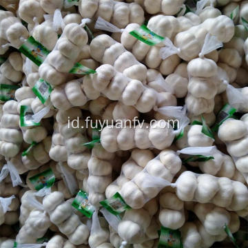 Harga grosir bawang putih murni dengan kualitas bagus